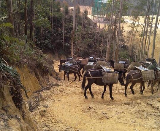 金湾区马帮山路运输