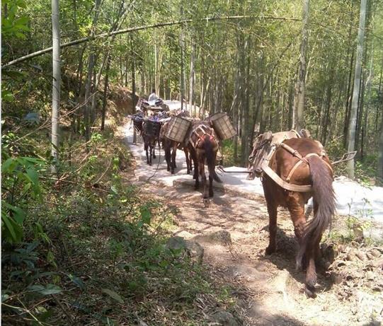 金湾区马帮运输电话
