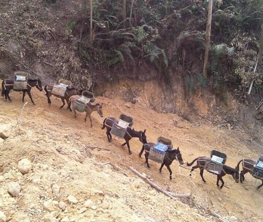 金湾区山路马帮运输