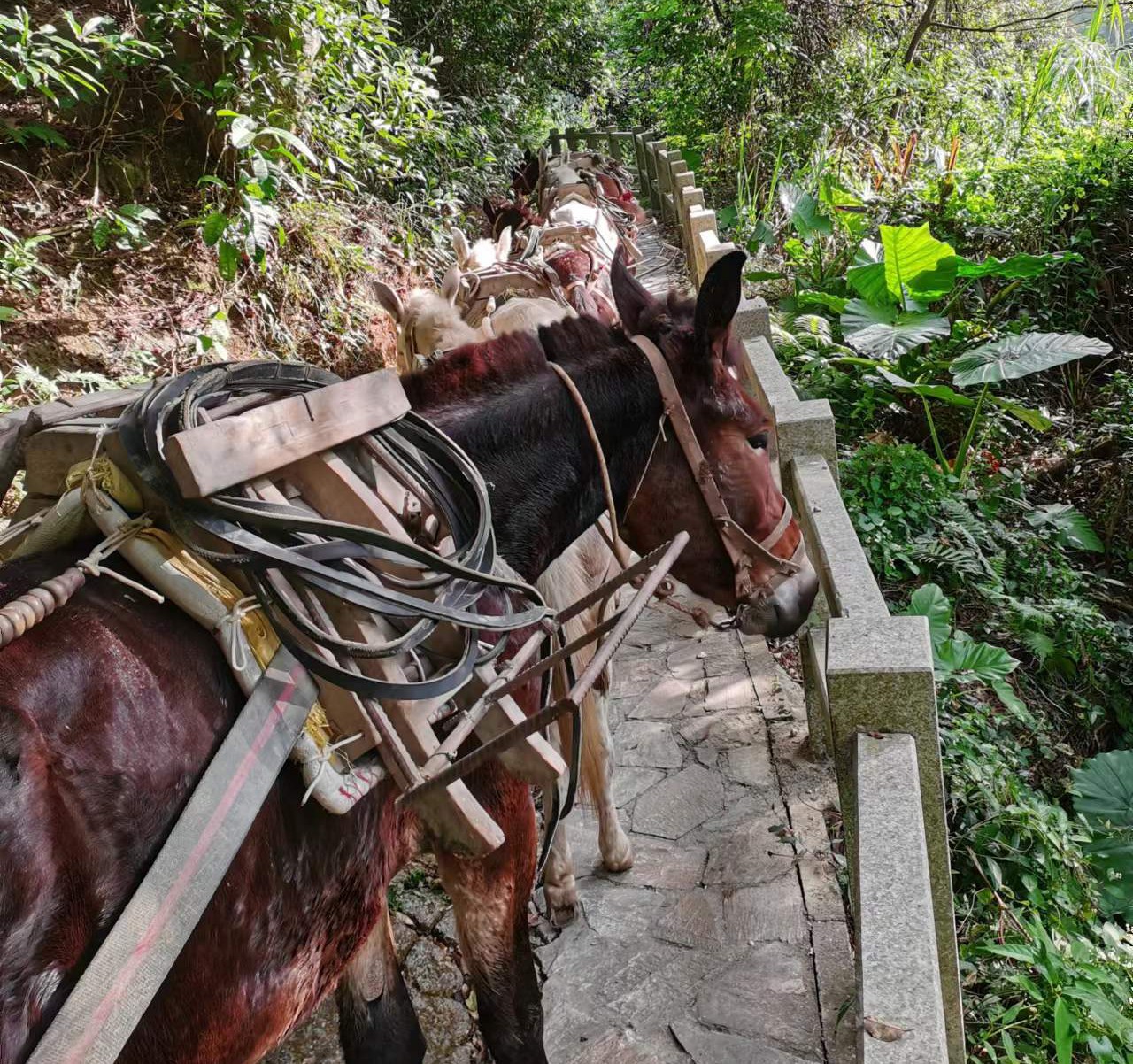 金湾区马队运输