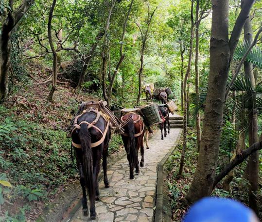 金湾区马队运输电话