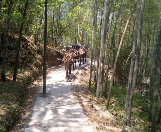 金湾区马队运输公司