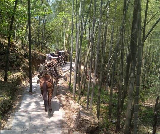 金湾区山路马队运输