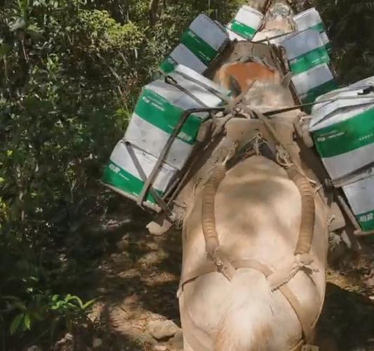 金湾区骡马山路运输