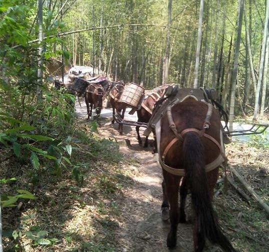 金湾区骡马运输公司
