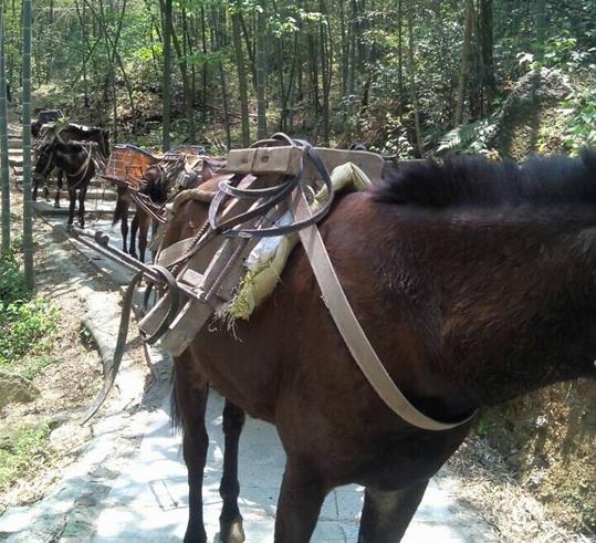 金湾区山路骡马运输
