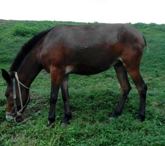 金湾区骡马搬运