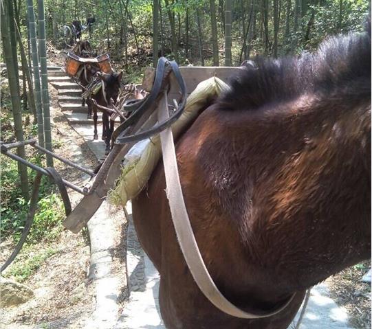 金湾区骡马队运输