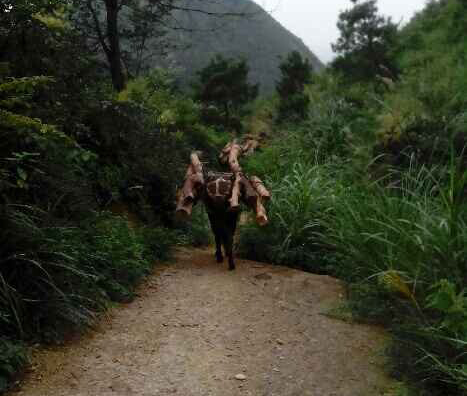 金湾区骡马运输