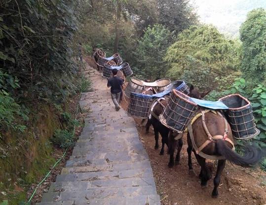 金湾区骡马运输电话