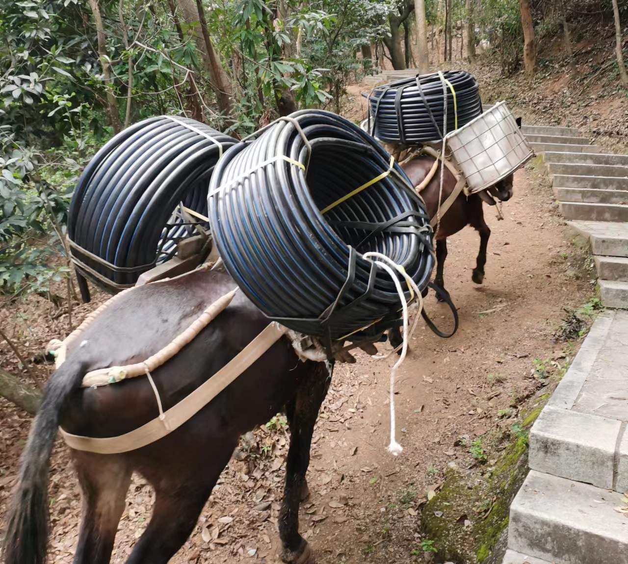 金湾区马帮运输