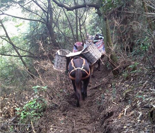 金湾区马帮运输公司