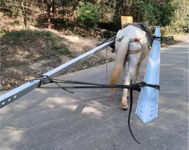 金湾区马队搬运