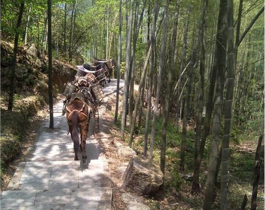 金湾区山区骡马运输