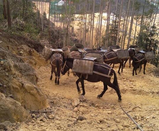 金湾区山区马队运输